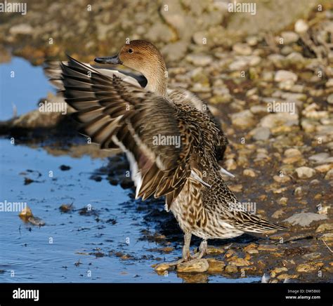 Northern Pintail Anas Acuta Female Duck Flapping Wings Stock Photo