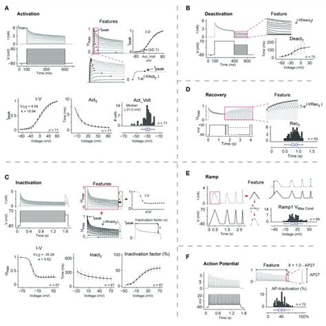 Kv Channels Kinetic Map At C A Illustration Of Activation