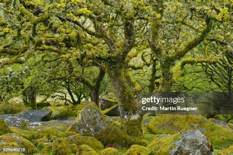 372 Ancient Oak Tree Uk Stock Photos High Res Pictures And Images