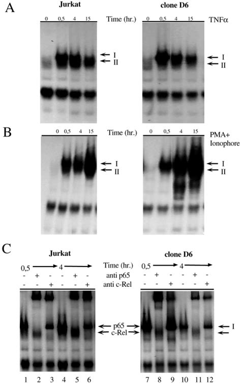 Induction Of Nf B Nuclear Complexes In Jurkat And D Cells By Tnf And