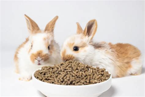 Here’s Why Rabbits Don’t Need Pellets – Rabbit Informer