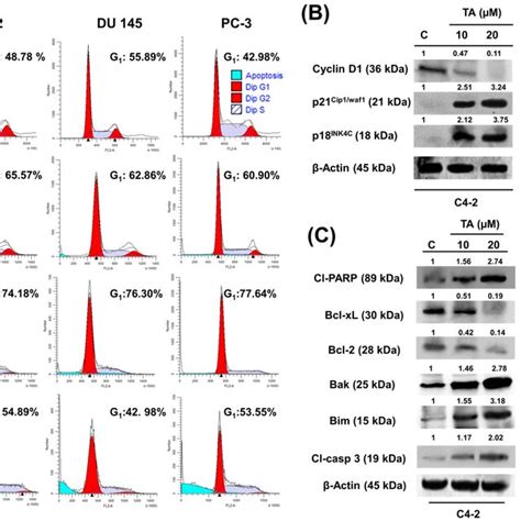 Tannic Acid Induces G Phase Arrest And Apoptosis In Prostate Cancer