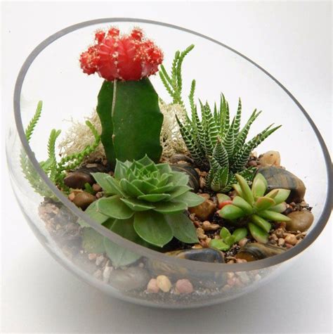 Les Plantes Succulentes Votre Guide Pratique Succulent Terrarium