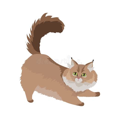 Maine Coon Cat Vector Flat Design Illustration Stock Vector