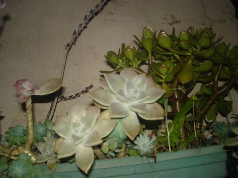 Nathan Do Horror Anal On Twitter Ele Fez Niver Hj Tema Minions