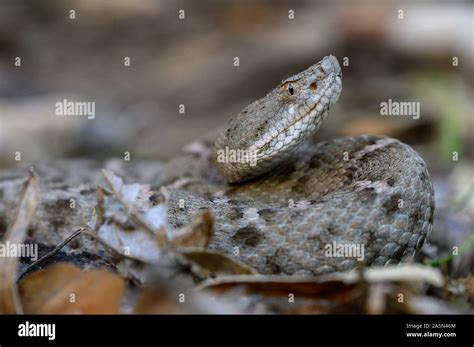 New Mexico Ridge Nosed Rattlesnake Crotalus Willard Obscurus Sonora