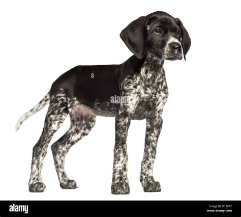 Black And White German Shorthaired Pointer Mix
