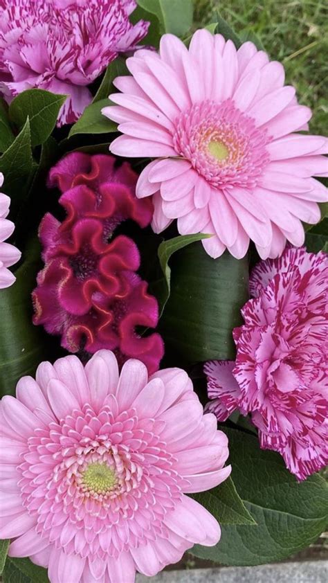 Gerbera Android Wallpaper Flowers Amazing Flowers Gerbera