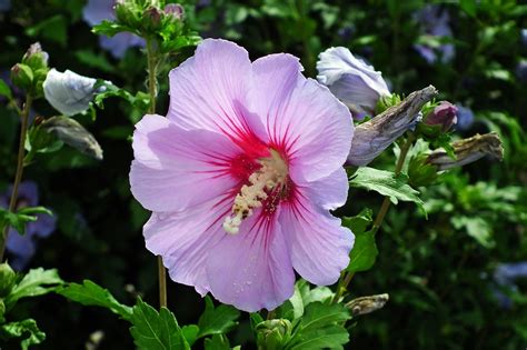 Hibiskus Blume Rosa Kostenloses Foto Auf Pixabay Pixabay