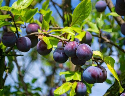 Conheça os benefícios da ameixa para a saúde e como incluir a fruta no