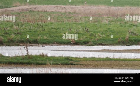 A Eurasian Bittern Botaurus Stellaris At Cley Next The Sea Norfolk