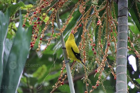 Black naped Oriole 11847636 Stock Photo at Vecteezy