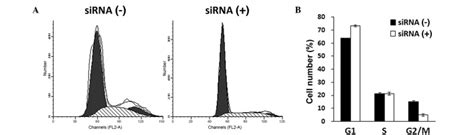 Klf8 Sirna Induces Cell Cycle Arrest In G0g1 Phase A Download