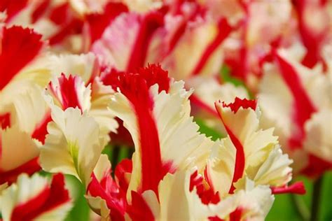 Tulipa Estella Rijnveld Parrot Tulip