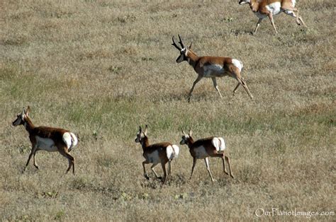 Hoofed mammals - "Our Planet" Images