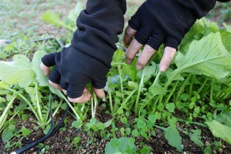 大根の栽培方法・育て方【春大根・聖護院大根も失敗なしで安心！】 あぐりみち