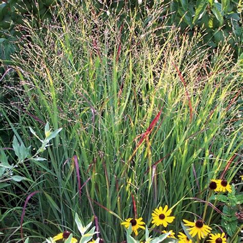 Shenandoah Red Switchgrass