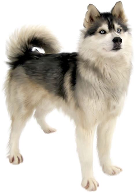 Cute Husky Png High Quality Image