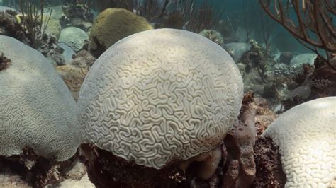 Conditions are ripe for a global coral bleaching event: ‘Florida is ...