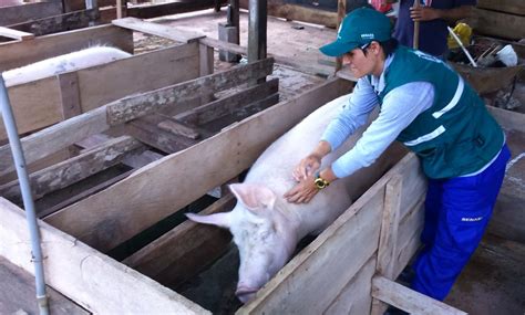 San Martín Ocho mil cerdos vacunados contra la peste porcina clásica