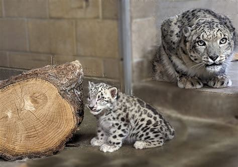 Snow Leopard Cubs With Mom