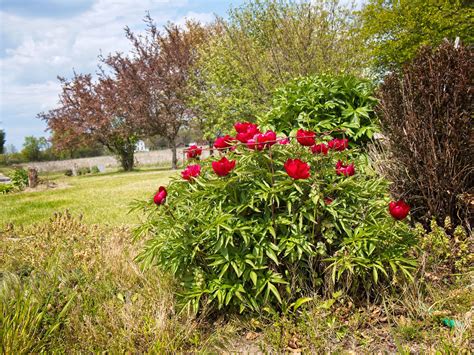 Paeonia Early Scout Xpeony Paeonia Early Scout Flickr