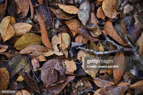 Fallen Dry Leaves On Field Photos And Premium High Res Pictures Getty