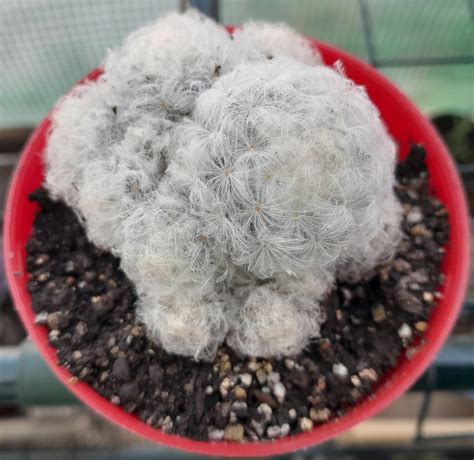 Mammillaria Plumosa
