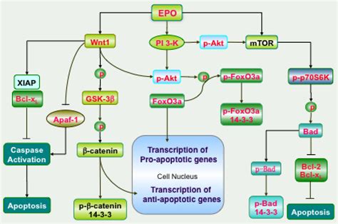 Erythropoietin Epo Employs Novel Signaling Pathways To Prevent