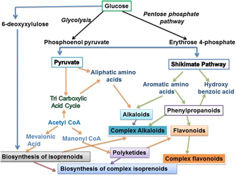 Biosynthetic Pathway Of Certain Classes Of Plant Secondary Metabolites