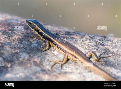Eulamprus Quoyii Eastern Water Skink Eastern Water Skink Or Golden