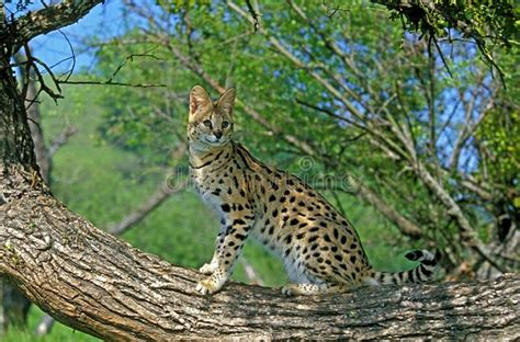 Serval Leptailurus Serval Adulto Em Branch Foto De Stock Imagem De