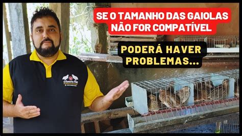 Veja qual o tamanho ideal das gaiolas para você fazer a CRIAÇÃO DE