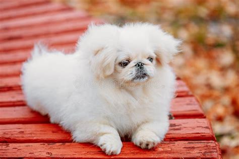 White Pekingese Stock Photo Image Of Breed Isolated 1470174