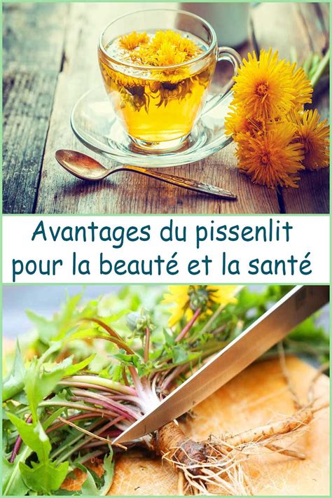 26 Avantages du pissenlit pour la beauté et la santé ses utilisations