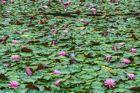 Picture Ohio Lake Hope State Park Ian Adams Photography