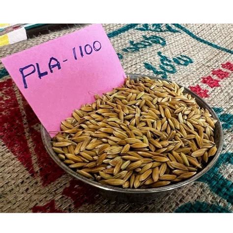 Dried Brown PLA 1100 Paddy Seed For Agriculture Packaging Type Loose