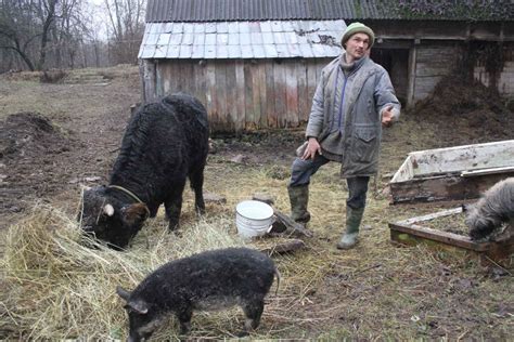 Мішель - найкращий друг буйволів в Карпатах Ukraїner
