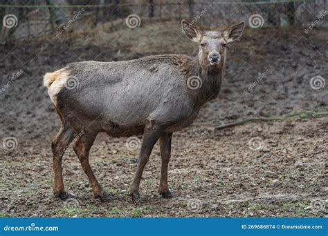 Altai wapiti stock photo. Image of beauty, animal, horns - 269686874