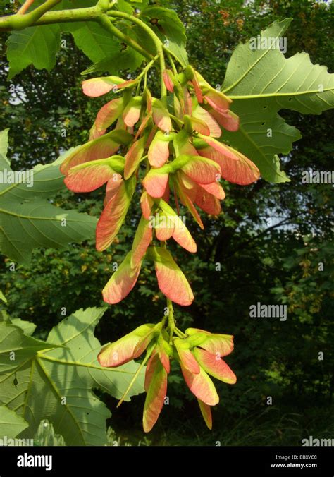 Sycamore Maple Great Maple Acer Pseudoplatanus Ripe Fruits Germany