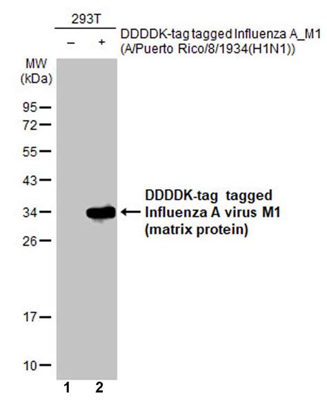 Anti Influenza A Virus M Matrix Protein Antibody Hl Ab