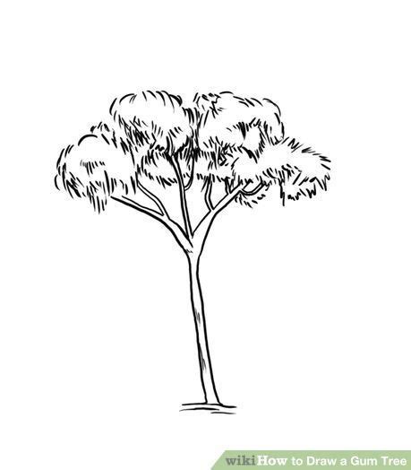 Eucalyptus Tree Drawing