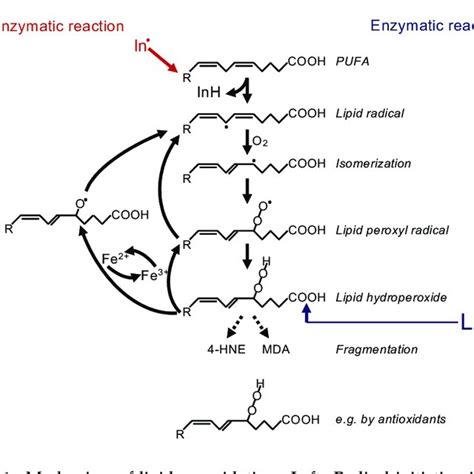 Mechanism Of Lipid Peroxidation Left Radical Initiation Is Carried