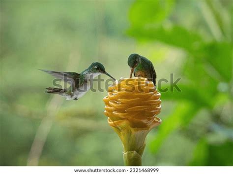 20,932 Hummingbird Feeding Images, Stock Photos, 3D objects, & Vectors ...