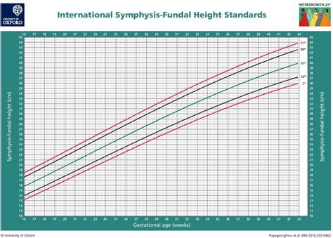 Fundal Height And Fundal Height Measurement