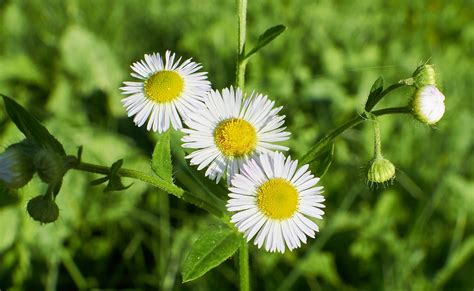 Blumen Wiese Frühling Kostenloses Foto auf Pixabay Pixabay