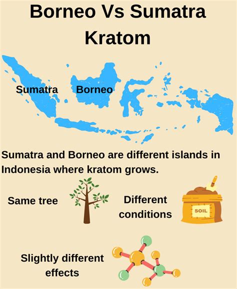 Kratom Strain Chart Kratom Colors Regions And Strains Explained