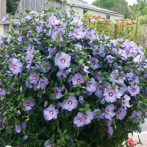 Bluebird Rose Of Sharon Hibiscus Shrubs For Sale