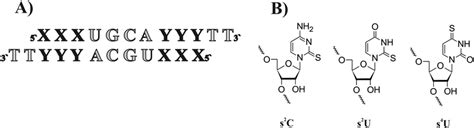 Schematic Representation Of Sirna Duplexes And Modified Nucleosides