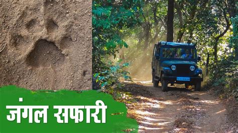 Dajipur Wildlife Sanctuary Jungle Safari Radhanagari Phondaghat